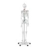 Cilvēka skeleta anatomiskais modelis 176 cm + anatomisks plakāts