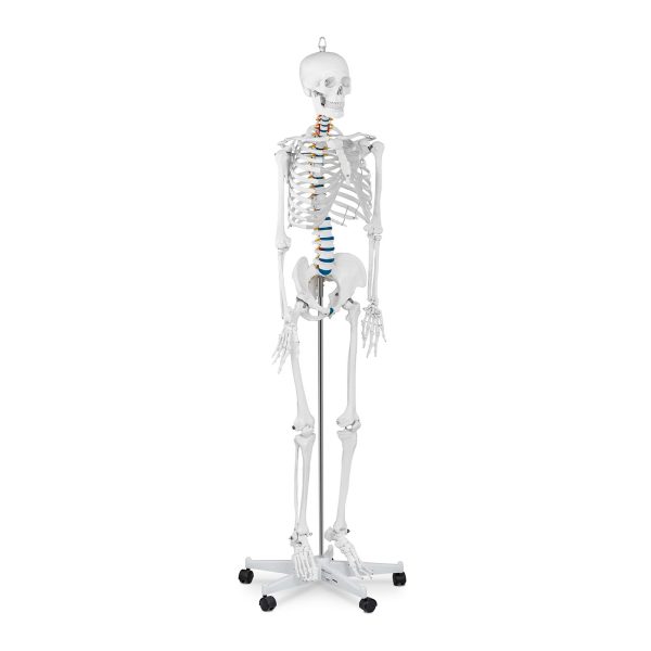 Cilvēka skeleta anatomiskais modelis 176 cm + anatomisks plakāts