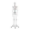 Cilvēka skeleta anatomiskais modelis 176 cm + anatomisks plakāts