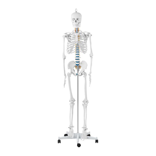 Cilvēka skeleta anatomiskais modelis 176 cm + anatomisks plakāts
