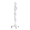 Cilvēka skeleta anatomiskais modelis 176 cm + anatomisks plakāts