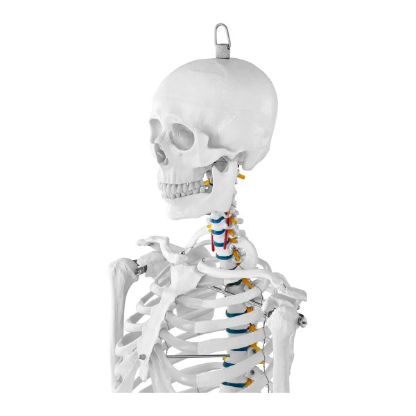 Cilvēka skeleta anatomiskais modelis 176 cm + anatomisks plakāts