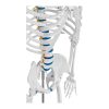 Cilvēka skeleta anatomiskais modelis 176 cm + anatomisks plakāts