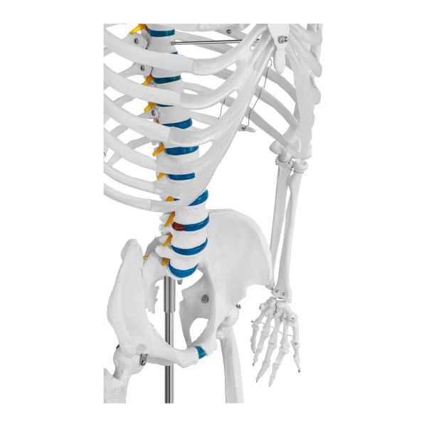Cilvēka skeleta anatomiskais modelis 176 cm + anatomisks plakāts