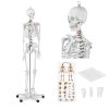 Cilvēka skeleta anatomiskais modelis 176 cm + anatomisks plakāts