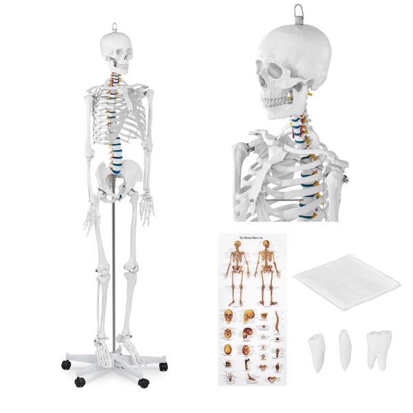 Cilvēka skeleta anatomiskais modelis 176 cm + anatomisks plakāts