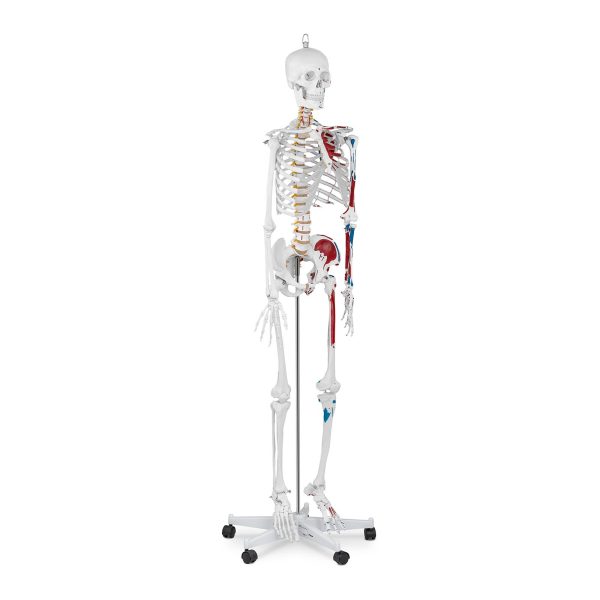 Cilvēka skeleta 180 cm + anatomiskais modelis