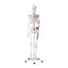 Cilvēka skeleta 180 cm + anatomiskais modelis