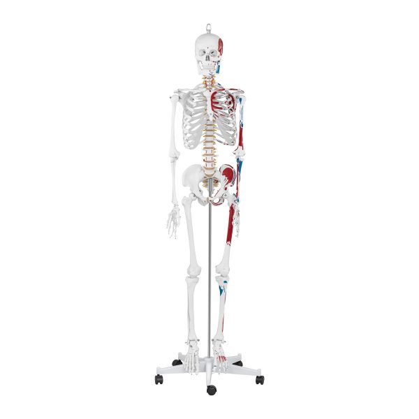 Cilvēka skeleta 180 cm + anatomiskais modelis