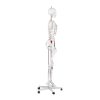 Cilvēka skeleta 180 cm + anatomiskais modelis