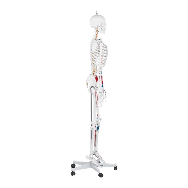 Cilvēka skeleta 180 cm + anatomiskais modelis