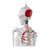 Cilvēka skeleta 180 cm + anatomiskais modelis