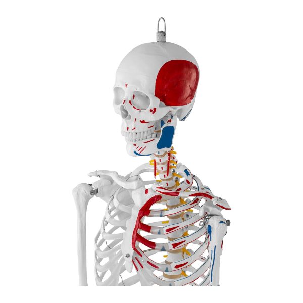 Cilvēka skeleta 180 cm + anatomiskais modelis
