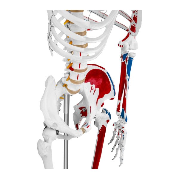 Cilvēka skeleta 180 cm + anatomiskais modelis