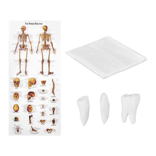 Cilvēka skeleta 180 cm + anatomiskais modelis