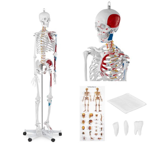 Cilvēka skeleta 180 cm + anatomiskais modelis