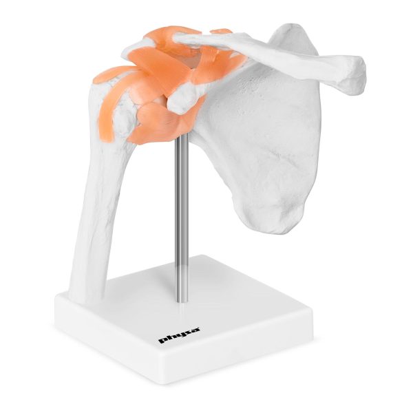 Pleca locītavas anatomiskais modelis mērogā 1:1