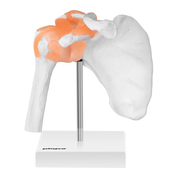 Pleca locītavas anatomiskais modelis mērogā 1:1