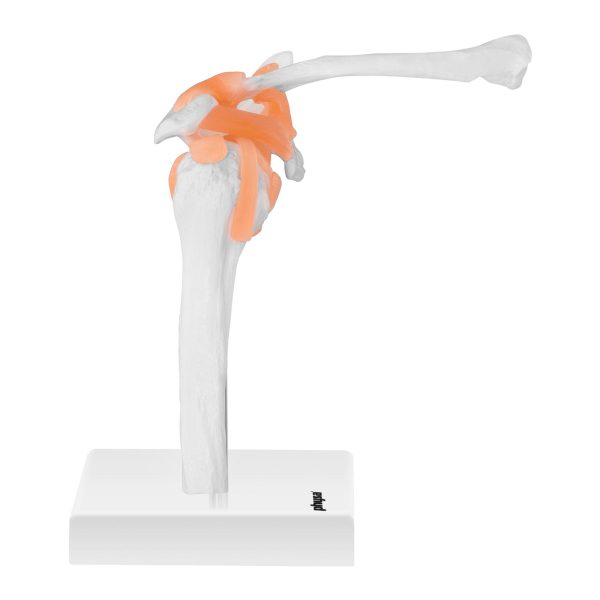 Pleca locītavas anatomiskais modelis mērogā 1:1