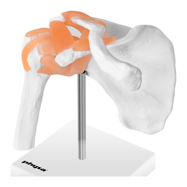 Pleca locītavas anatomiskais modelis mērogā 1:1