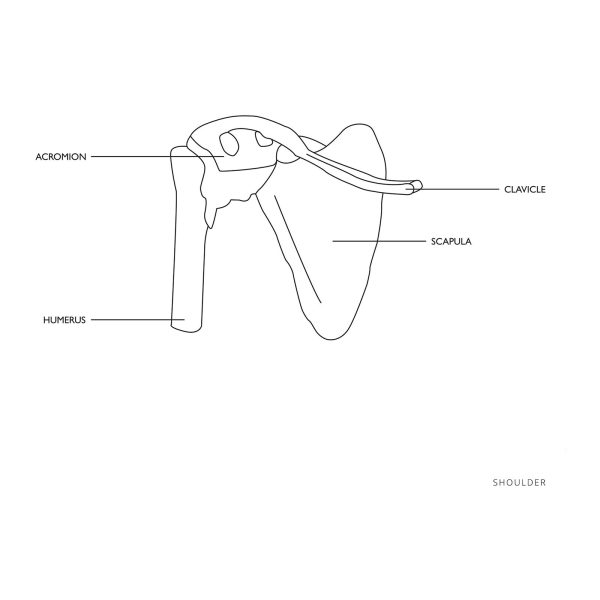 Pleca locītavas anatomiskais modelis mērogā 1:1