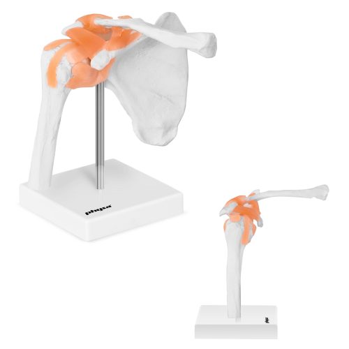 Pleca locītavas anatomiskais modelis skalā 1: 1