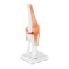 1: 1 ceļa locītavas anatomiskais modelis