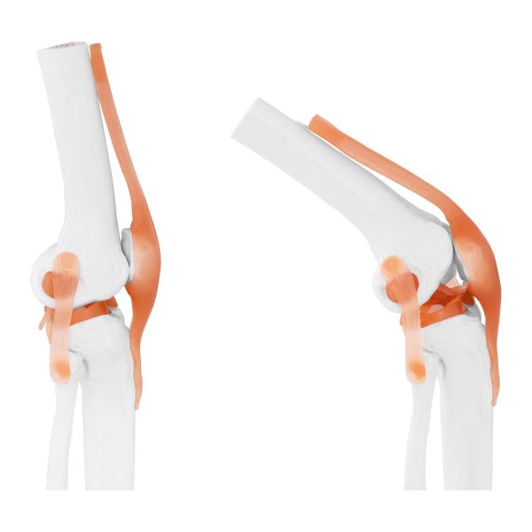 1: 1 ceļa locītavas anatomiskais modelis