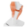 1: 1 ceļa locītavas anatomiskais modelis