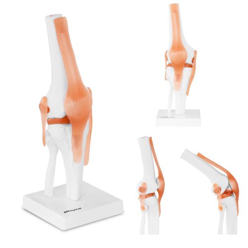 1: 1 ceļa locītavas anatomiskais modelis
