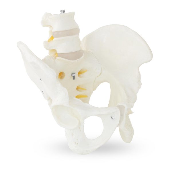 Vīriešu iegurņa anatomiskais modelis ar jostas skriemeļiem skalā 1: 1