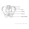 Vīriešu iegurņa anatomiskais modelis ar jostas skriemeļiem skalā 1: 1