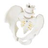 Vīriešu iegurņa anatomiskais modelis ar jostas skriemeļiem skalā 1: 1