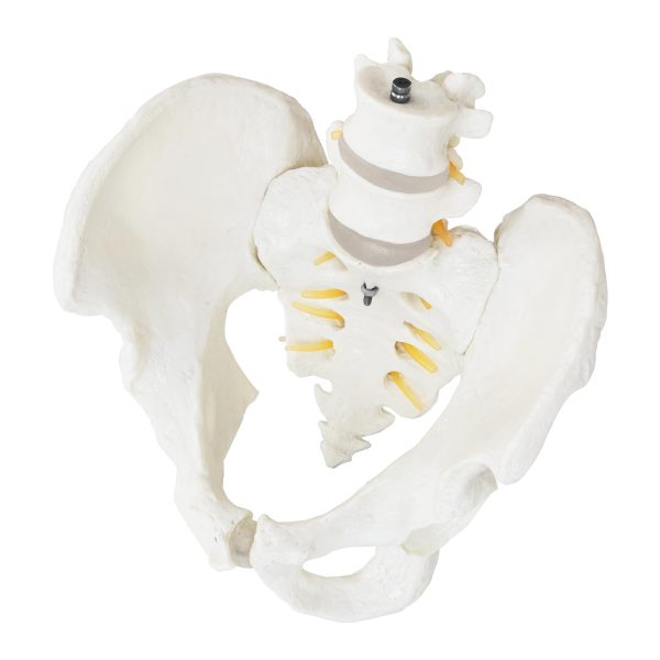 Vīriešu iegurņa anatomiskais modelis ar jostas skriemeļiem skalā 1: 1