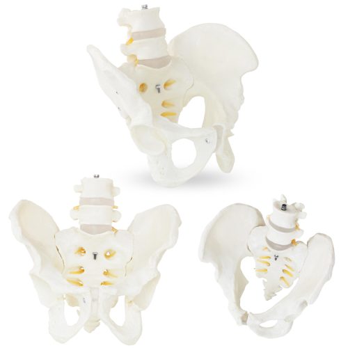 Vīriešu iegurņa anatomiskais modelis ar jostas skriemeļiem skalā 1: 1