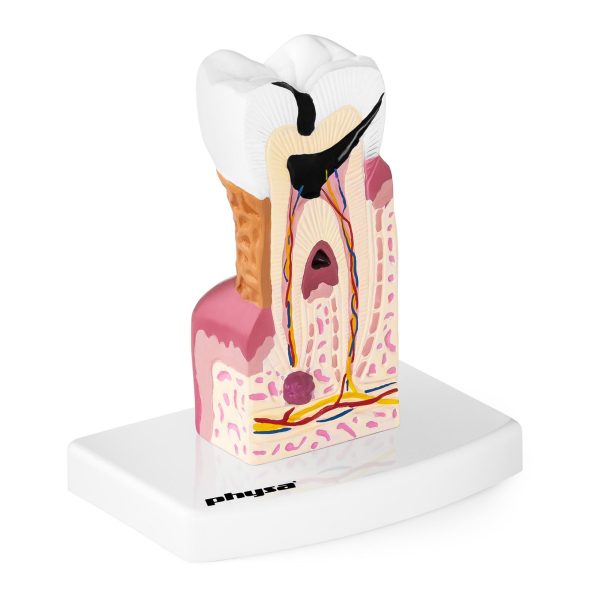 Slima zoba zoba anatomiskais modelis skalā 6: 1