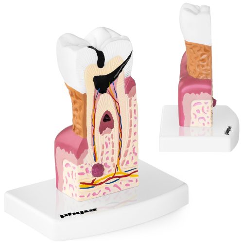 Slima zoba zoba anatomiskais modelis skalā 6: 1
