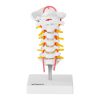 Cilvēka kakla mugurkaula anatomiskais modelis skalā 1: 1
