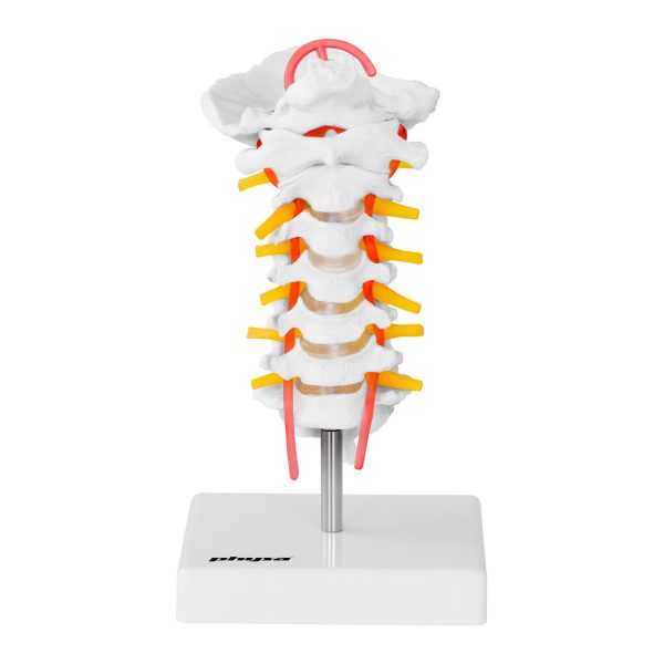 Cilvēka kakla mugurkaula anatomiskais modelis skalā 1: 1
