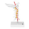 Cilvēka kakla mugurkaula anatomiskais modelis skalā 1: 1