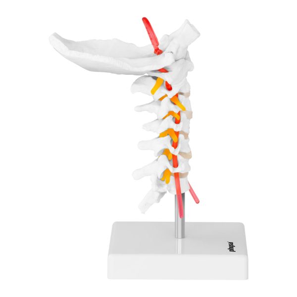 Cilvēka kakla mugurkaula anatomiskais modelis skalā 1: 1