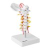 Cilvēka kakla mugurkaula anatomiskais modelis skalā 1: 1