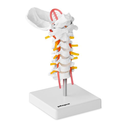 Cilvēka kakla mugurkaula anatomiskais modelis skalā 1: 1