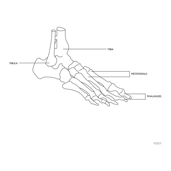 Potītes anatomiskais modelis skalā 1: 1