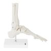 Potītes anatomiskais modelis skalā 1: 1
