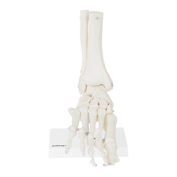 Potītes anatomiskais modelis skalā 1: 1