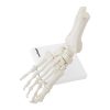 Potītes anatomiskais modelis skalā 1: 1