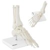 Potītes anatomiskais modelis skalā 1: 1