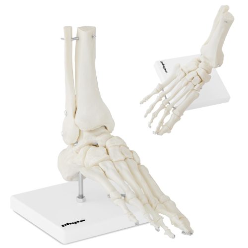 Potītes anatomiskais modelis skalā 1: 1
