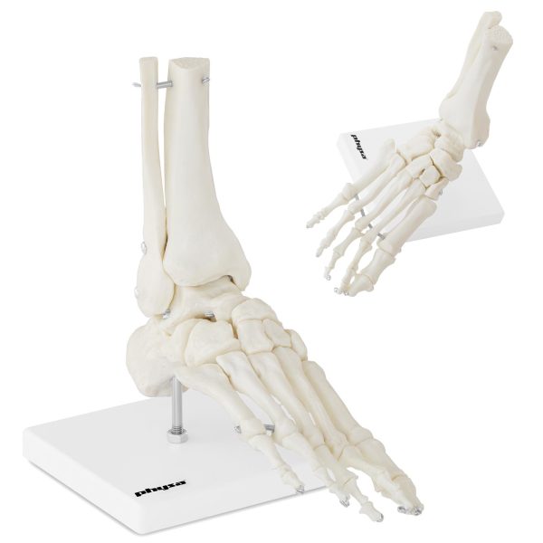 Potītes anatomiskais modelis skalā 1: 1